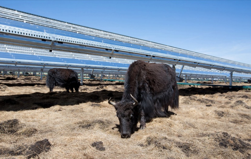 Apple crée un fonds de 300 millions de dollars pour construire de l'énergie solaire en Chine
